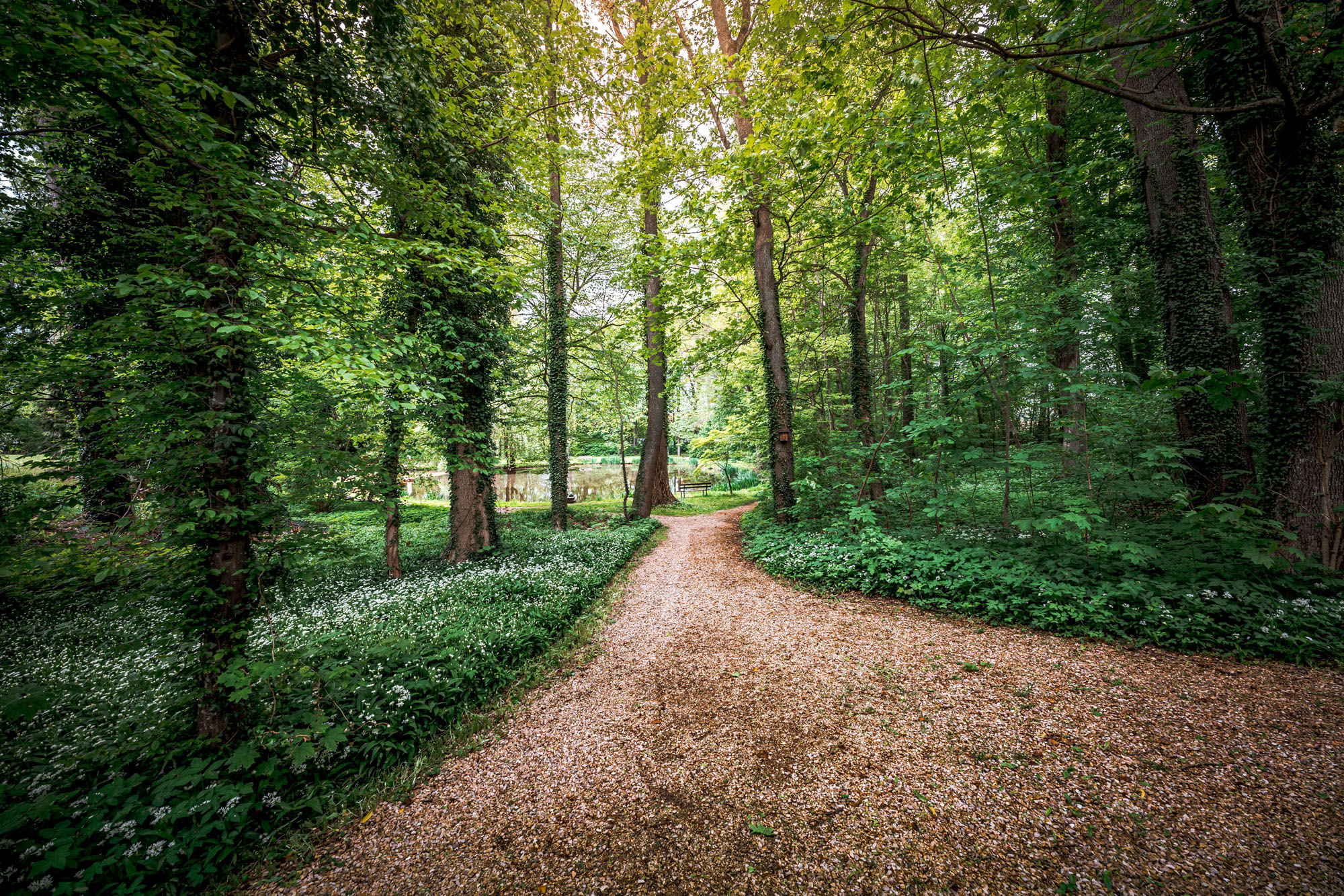 A quiet forest path winding through green trees
